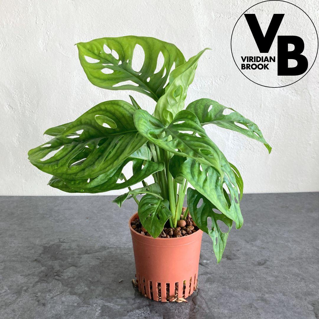 マドカズラ ハイドロカルチャー 水耕栽培 ビリジアンブルック1枚目の画像