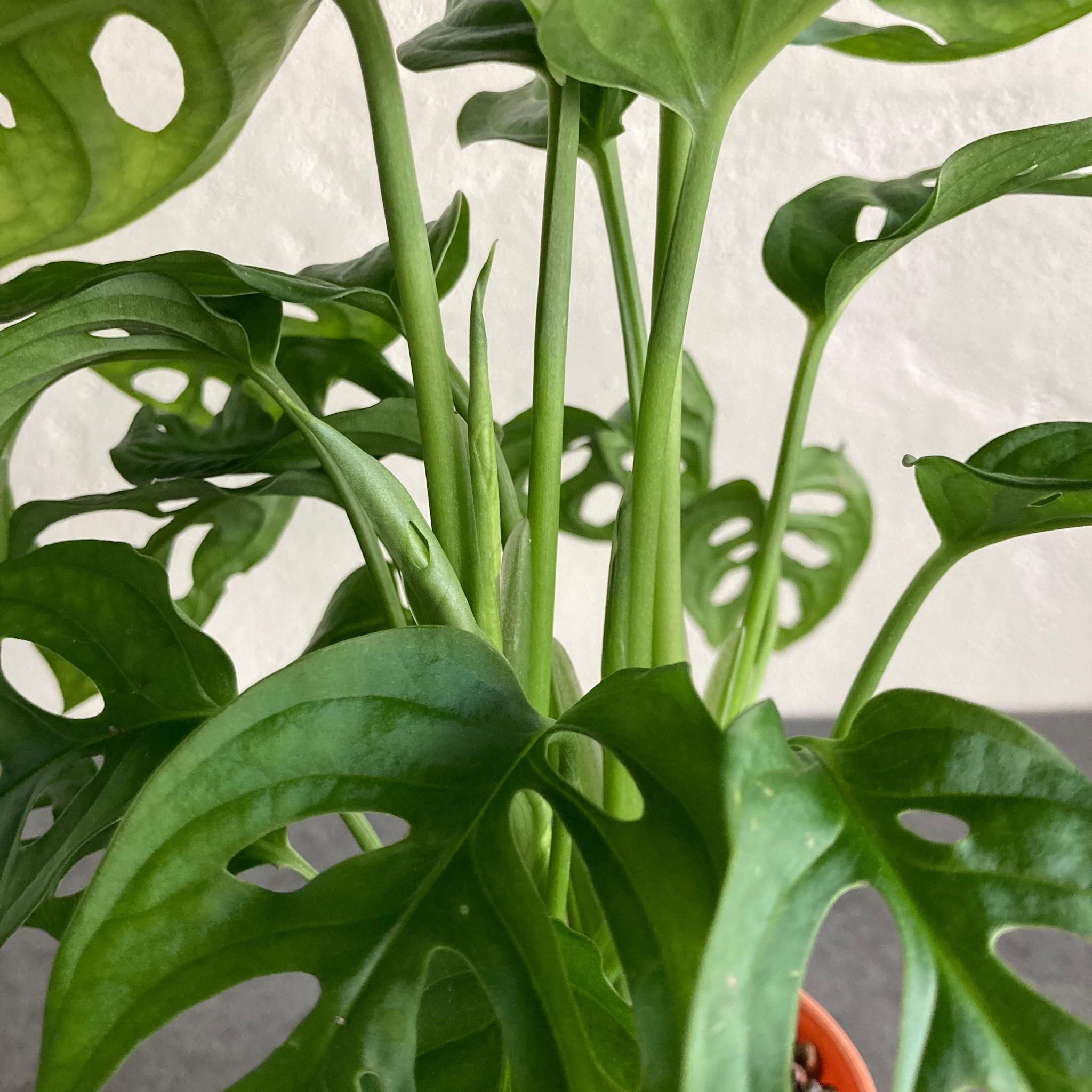 マドカズラ ハイドロカルチャー 水耕栽培 ビリジアンブルック | 2枚目