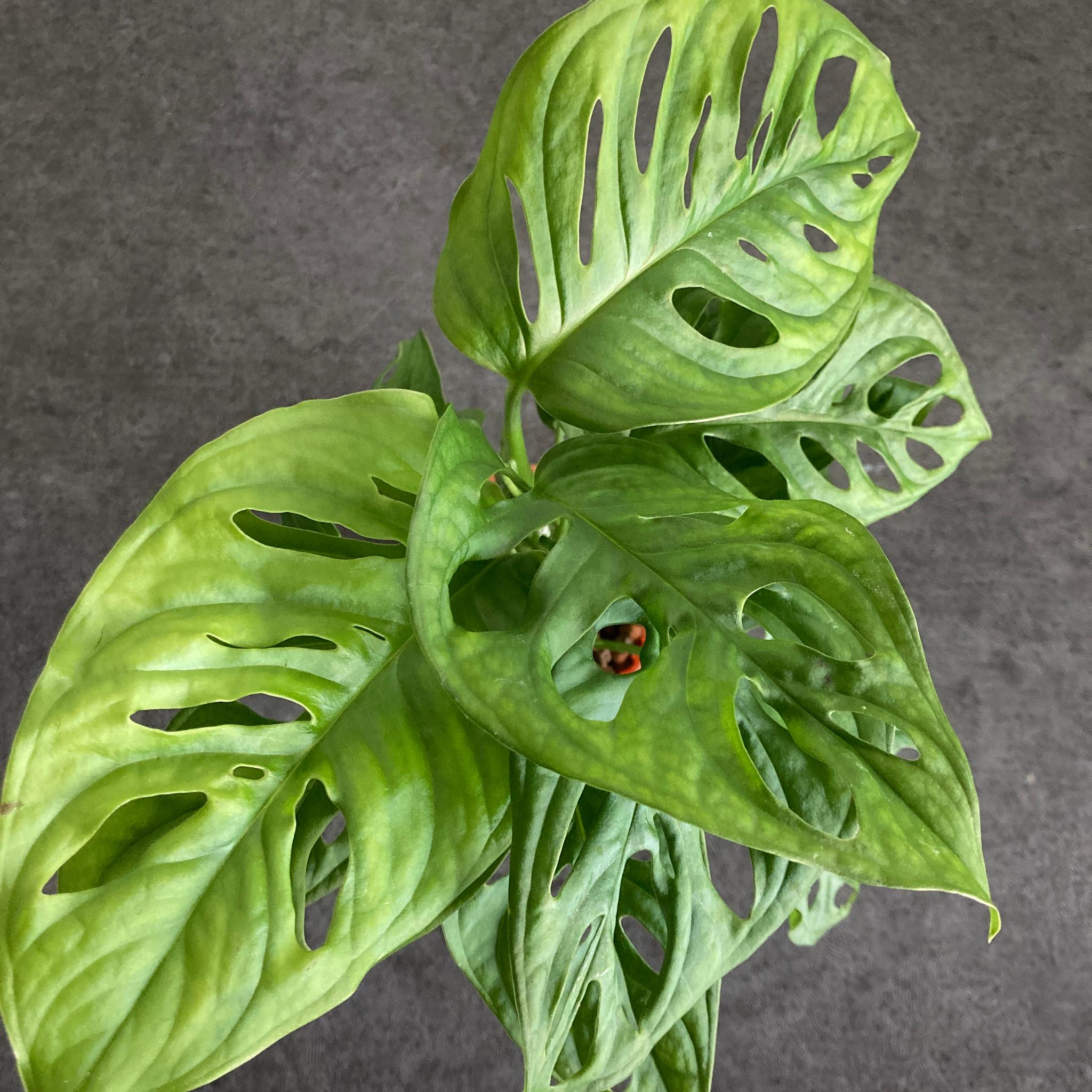 マドカズラ ハイドロカルチャー 水耕栽培 ビリジアンブルック | 3枚目