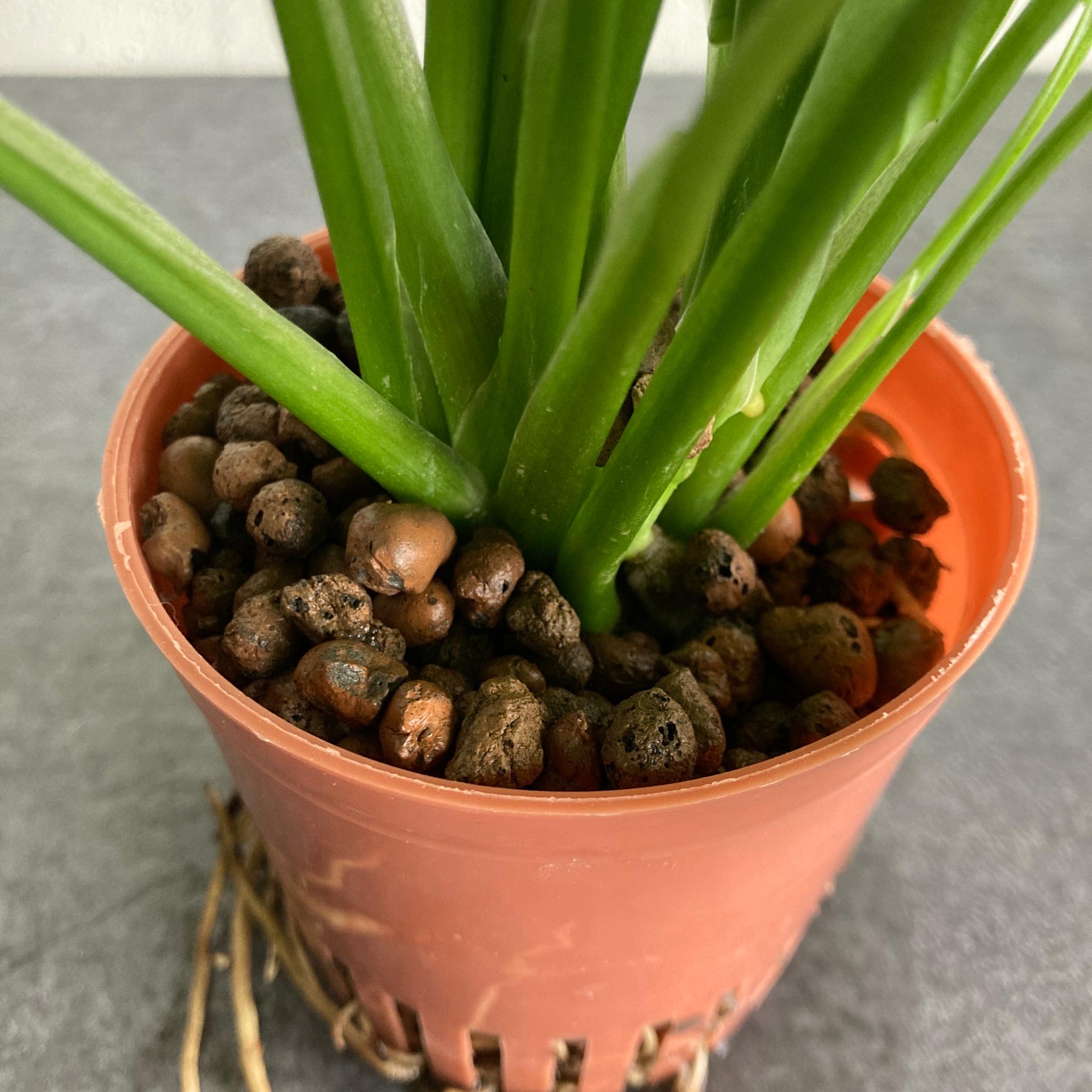 マドカズラ ハイドロカルチャー 水耕栽培 ビリジアンブルック | 4枚目