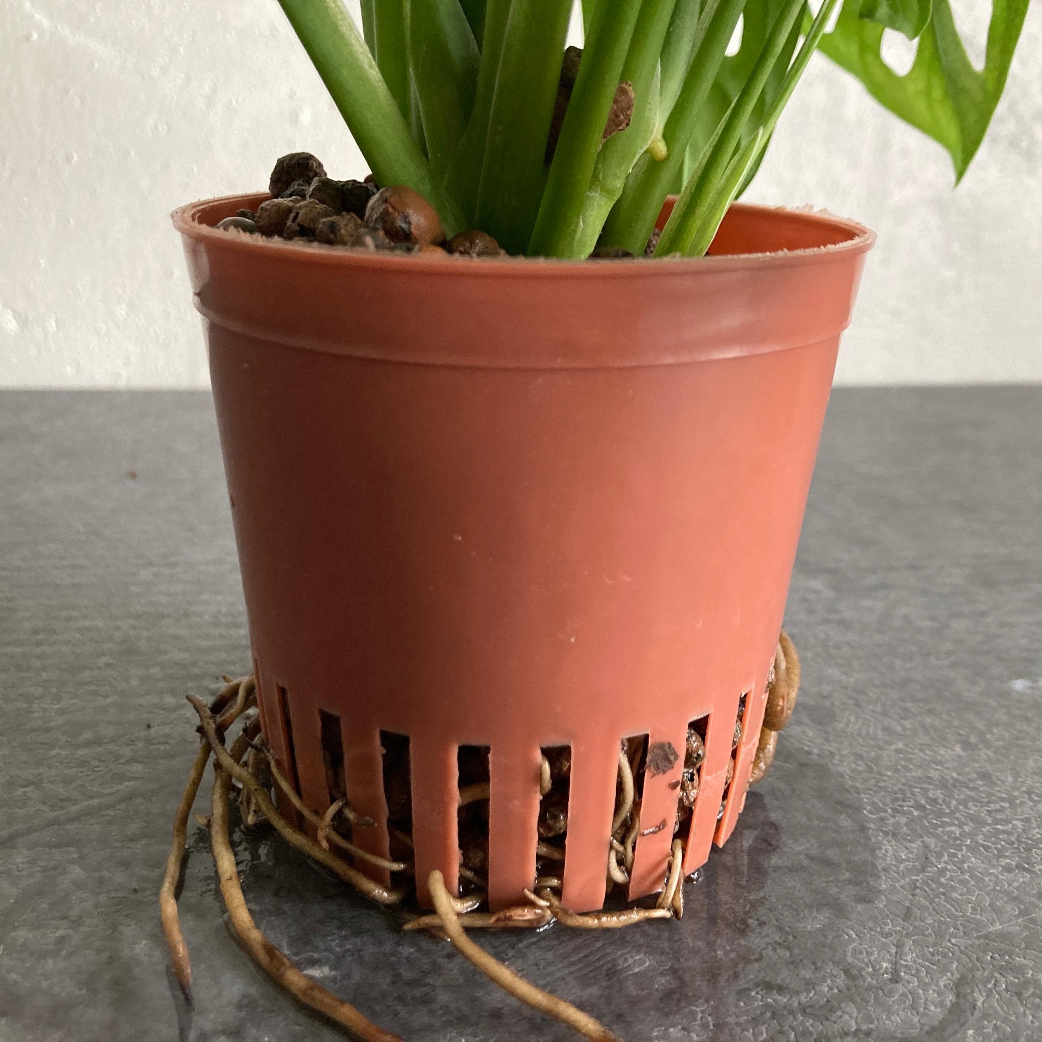 マドカズラ ハイドロカルチャー 水耕栽培 ビリジアンブルック | 5枚目