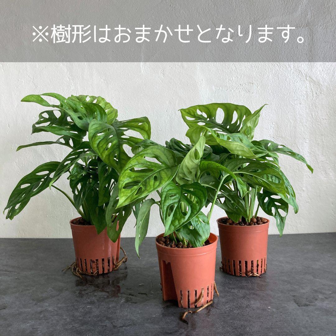 マドカズラ ハイドロカルチャー 水耕栽培 ビリジアンブルック | 6枚目