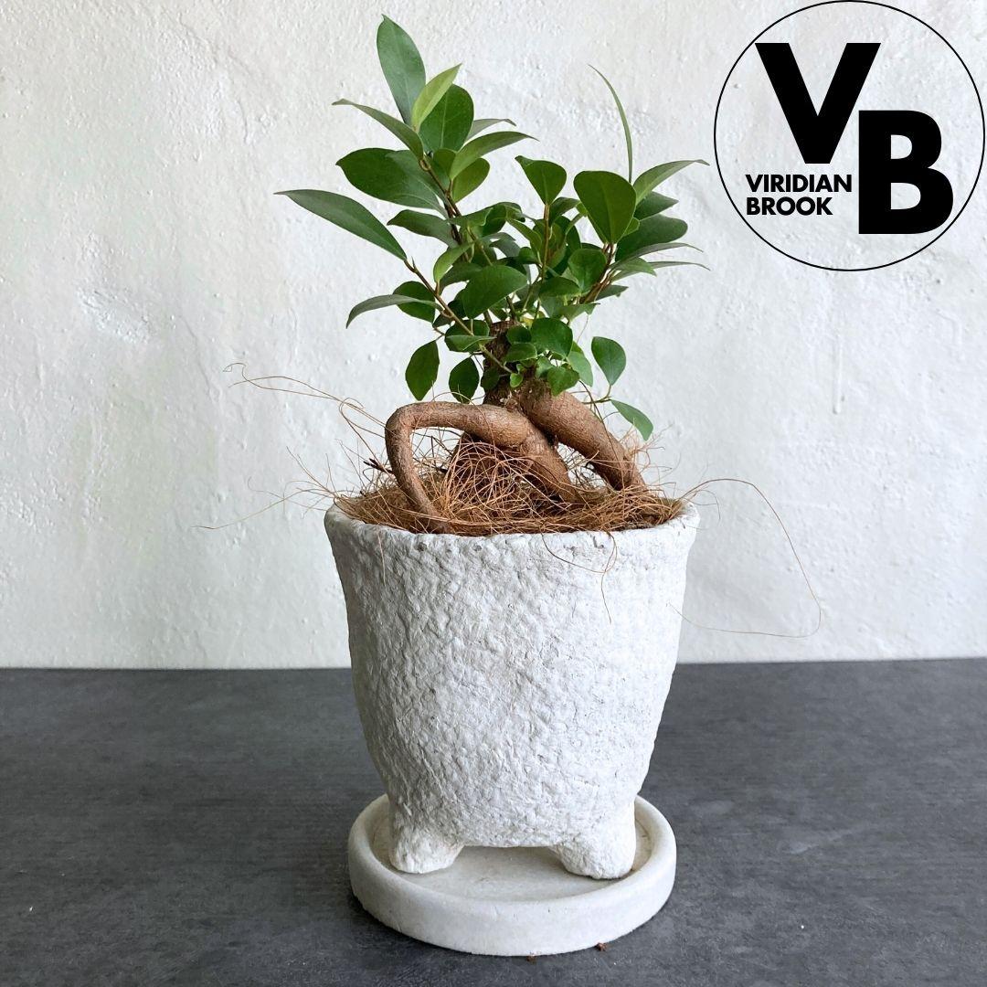 ガジュマル 陶器鉢 4寸 観葉植物 美品1枚目の画像