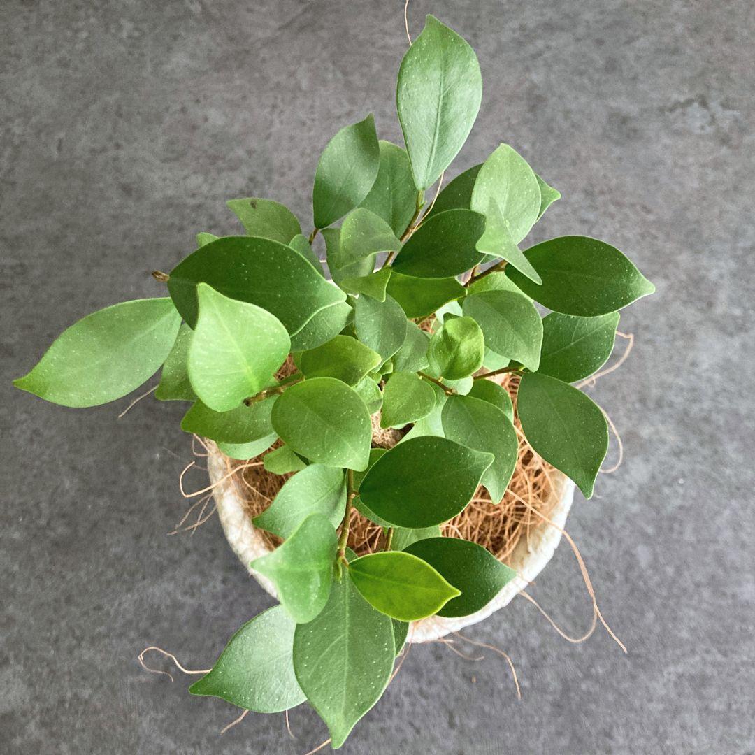 ガジュマル 陶器鉢 4寸 観葉植物 美品 | 2枚目