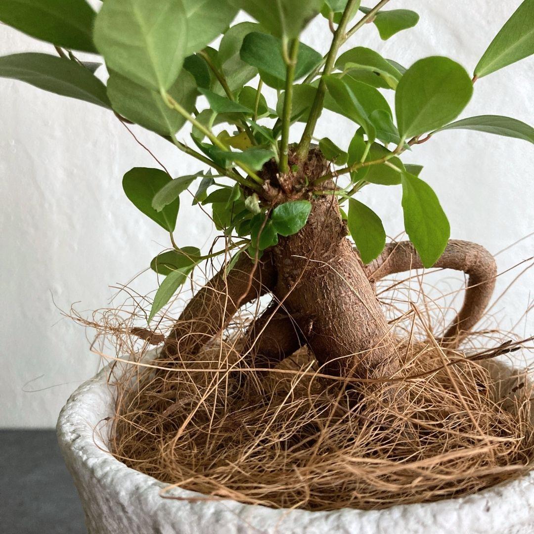 ガジュマル 陶器鉢 4寸 観葉植物 美品 | 3枚目