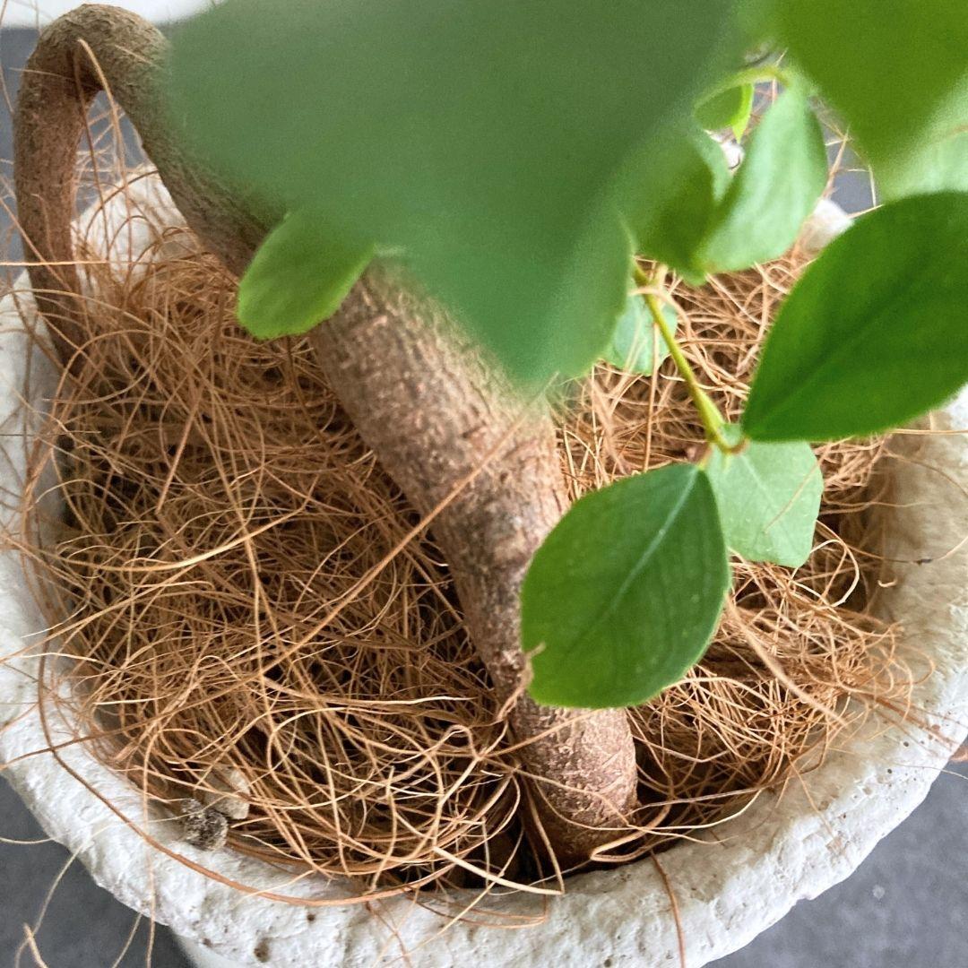 ガジュマル 陶器鉢 4寸 観葉植物 美品 | 4枚目