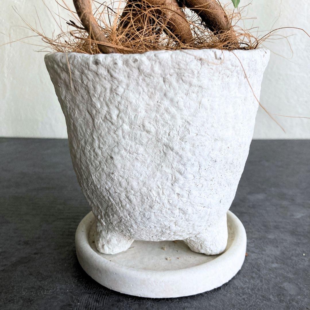 ガジュマル 陶器鉢 4寸 観葉植物 美品 | 5枚目