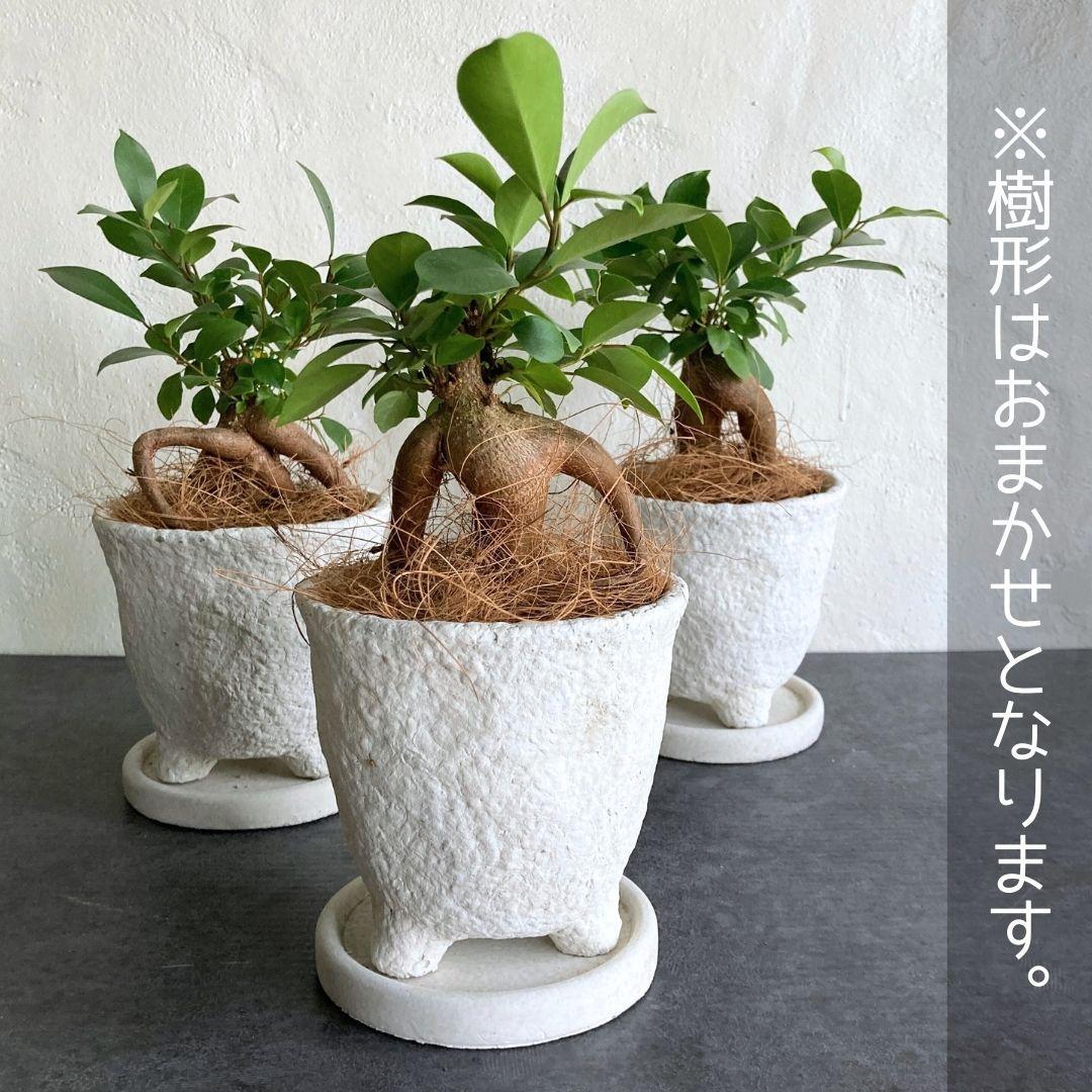 ガジュマル 陶器鉢 4寸 観葉植物 美品 | 6枚目