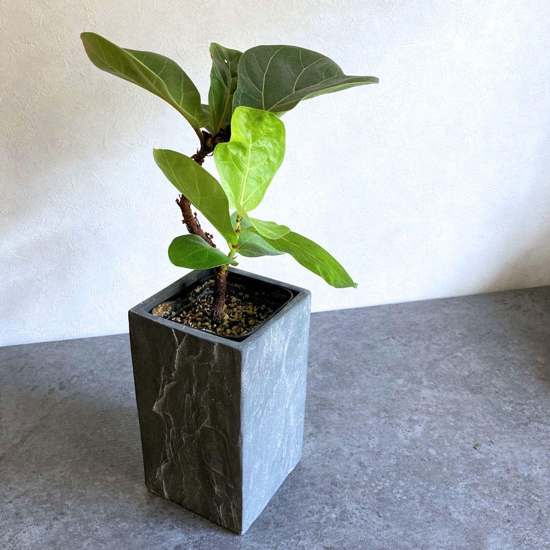 【ロングポット】 2色から選べる おしゃれ 陶器鉢 5寸 5号 中型 観葉植物 | 2枚目