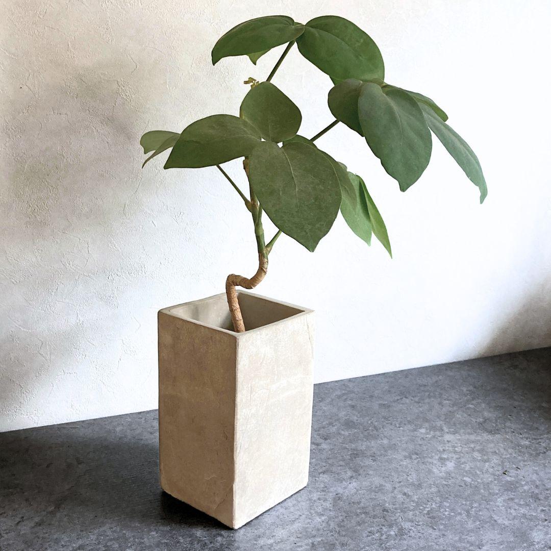 【ロングポット】 2色から選べる おしゃれ 陶器鉢 5寸 5号 中型 観葉植物 | 3枚目