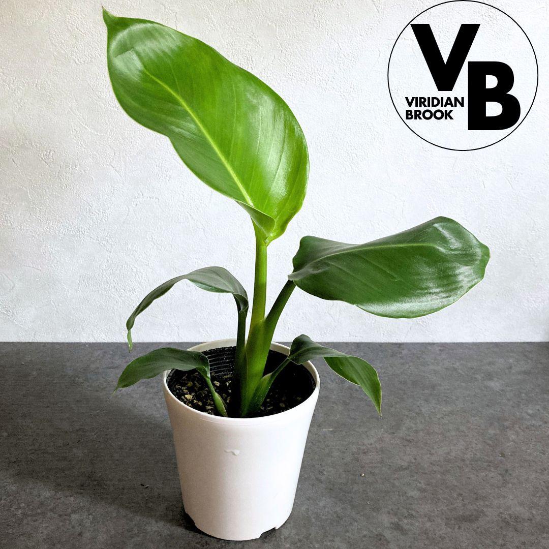 ストレチア オーガスタ ポット苗 観葉植物 土植え 美品