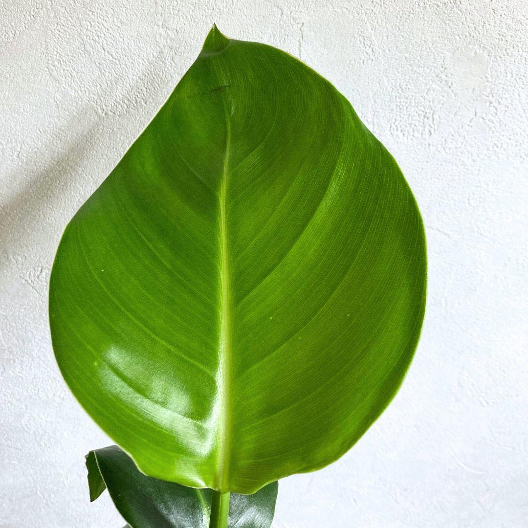 ストレチア オーガスタ ポット苗 観葉植物 土植え 美品 | 2枚目