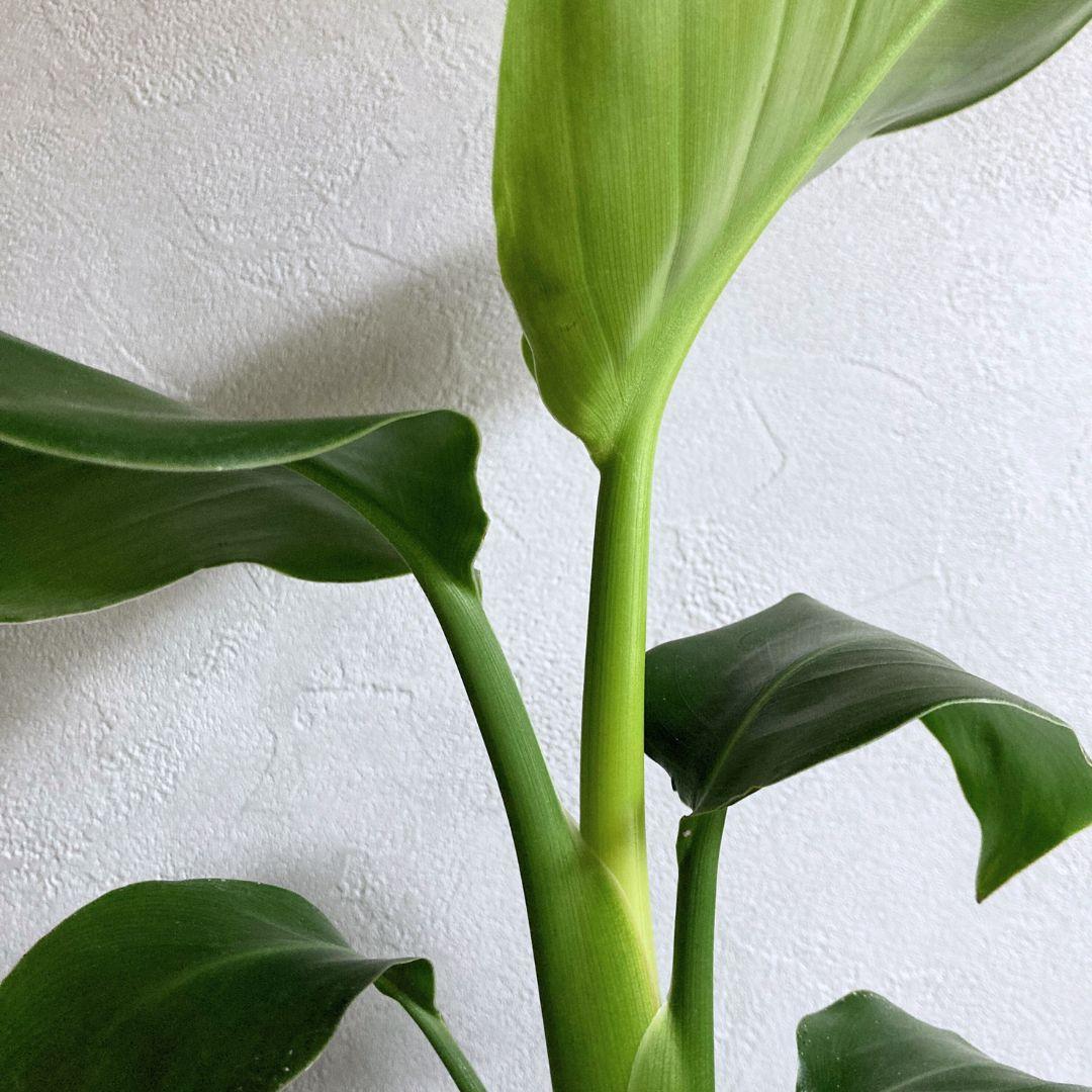 ストレチア オーガスタ ポット苗 観葉植物 土植え 美品 | 3枚目