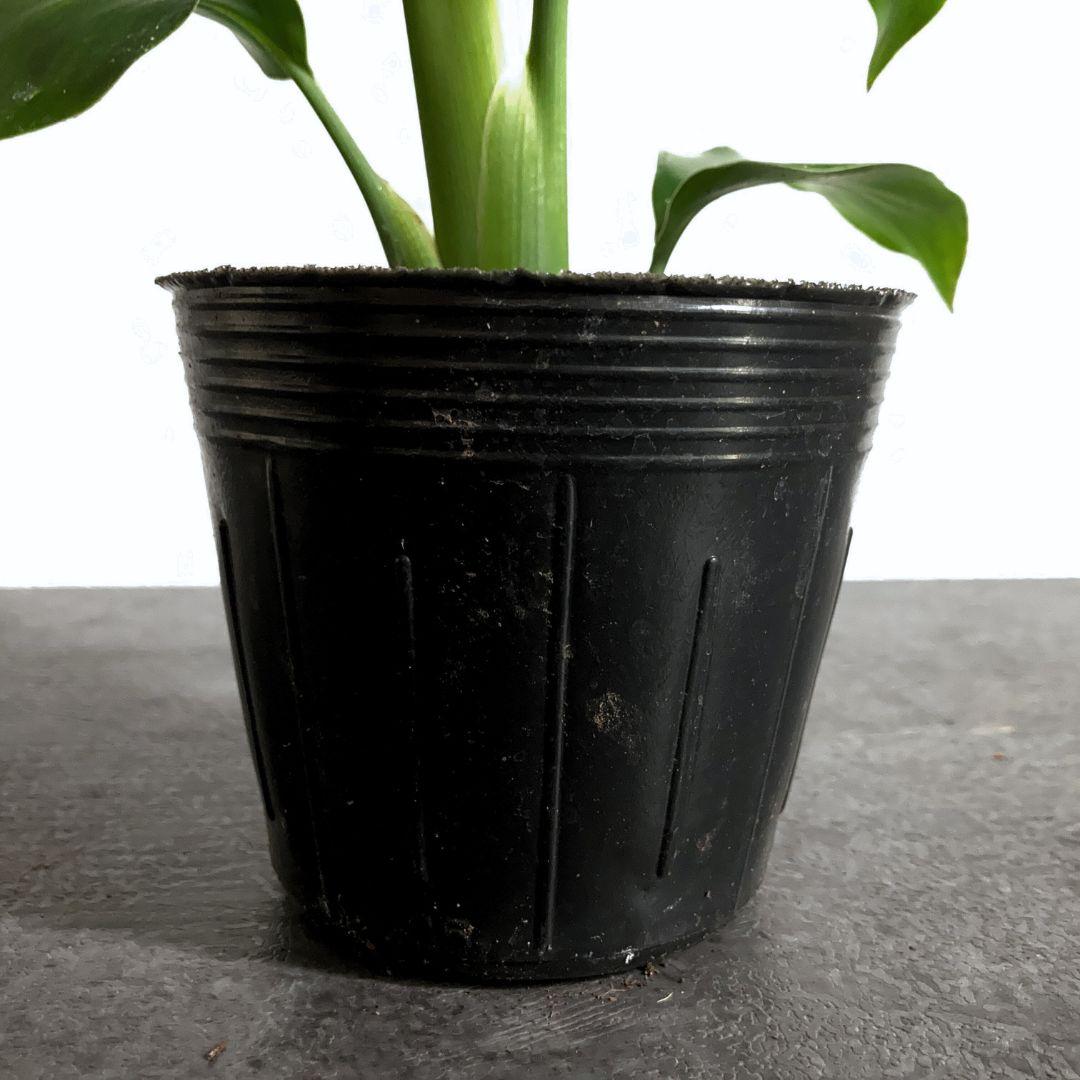 ストレチア オーガスタ ポット苗 観葉植物 土植え 美品 | 4枚目