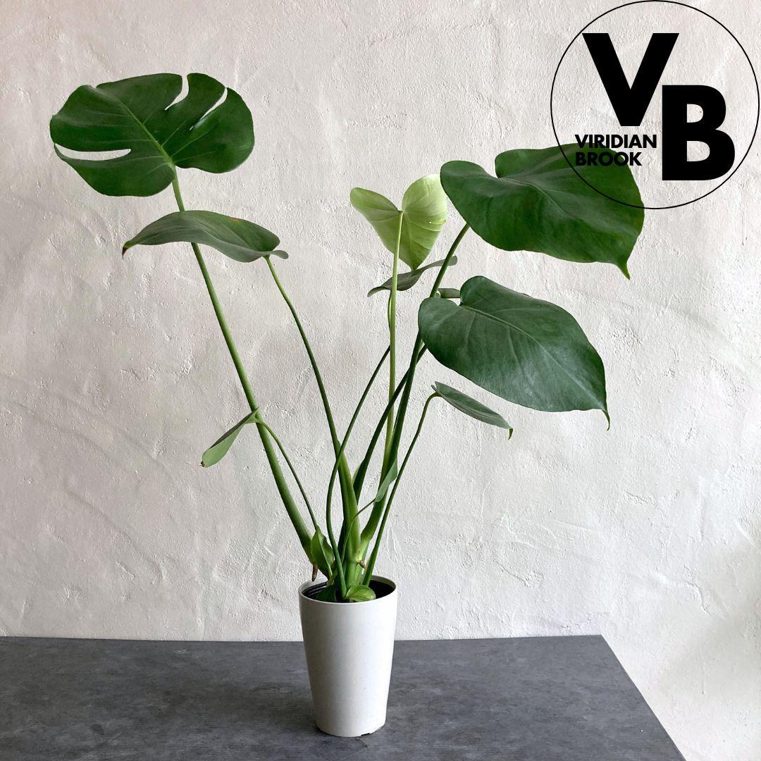 モンステラ デリシオーサ 苗 観葉植物 土植え 美品1枚目の画像