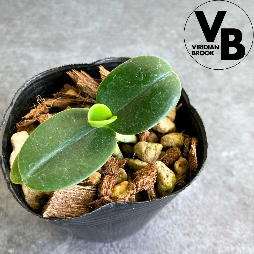 名護蘭 ナゴラン ビリジアンブルック1枚目の画像