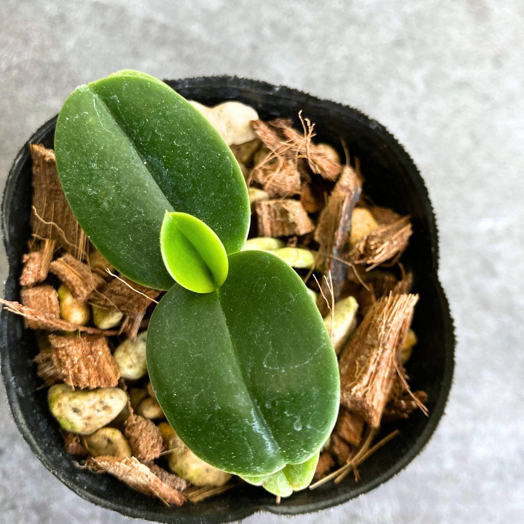 名護蘭 ナゴラン ビリジアンブルック | 2枚目