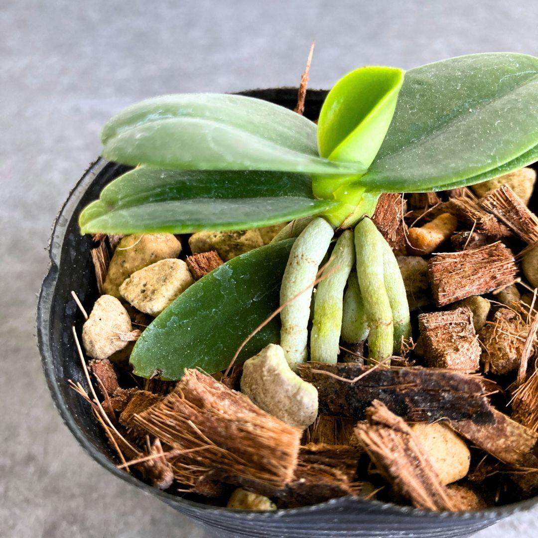 名護蘭 ナゴラン ビリジアンブルック | 3枚目