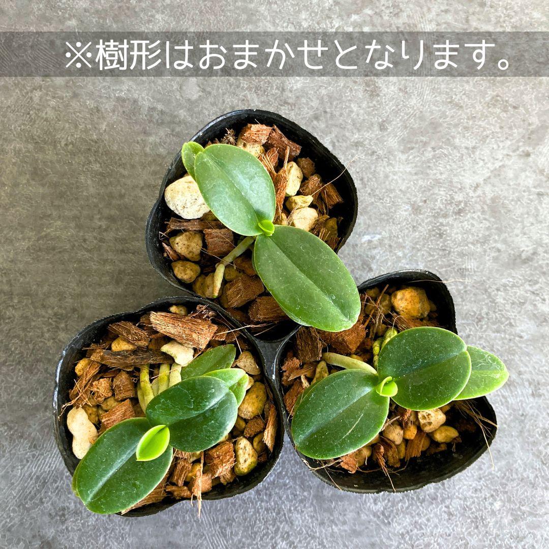 名護蘭 ナゴラン ビリジアンブルック | 4枚目