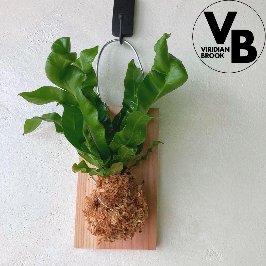 アスプレニウム アカキ シダ 観葉植物 板付 おしゃれ 美品1枚目の画像