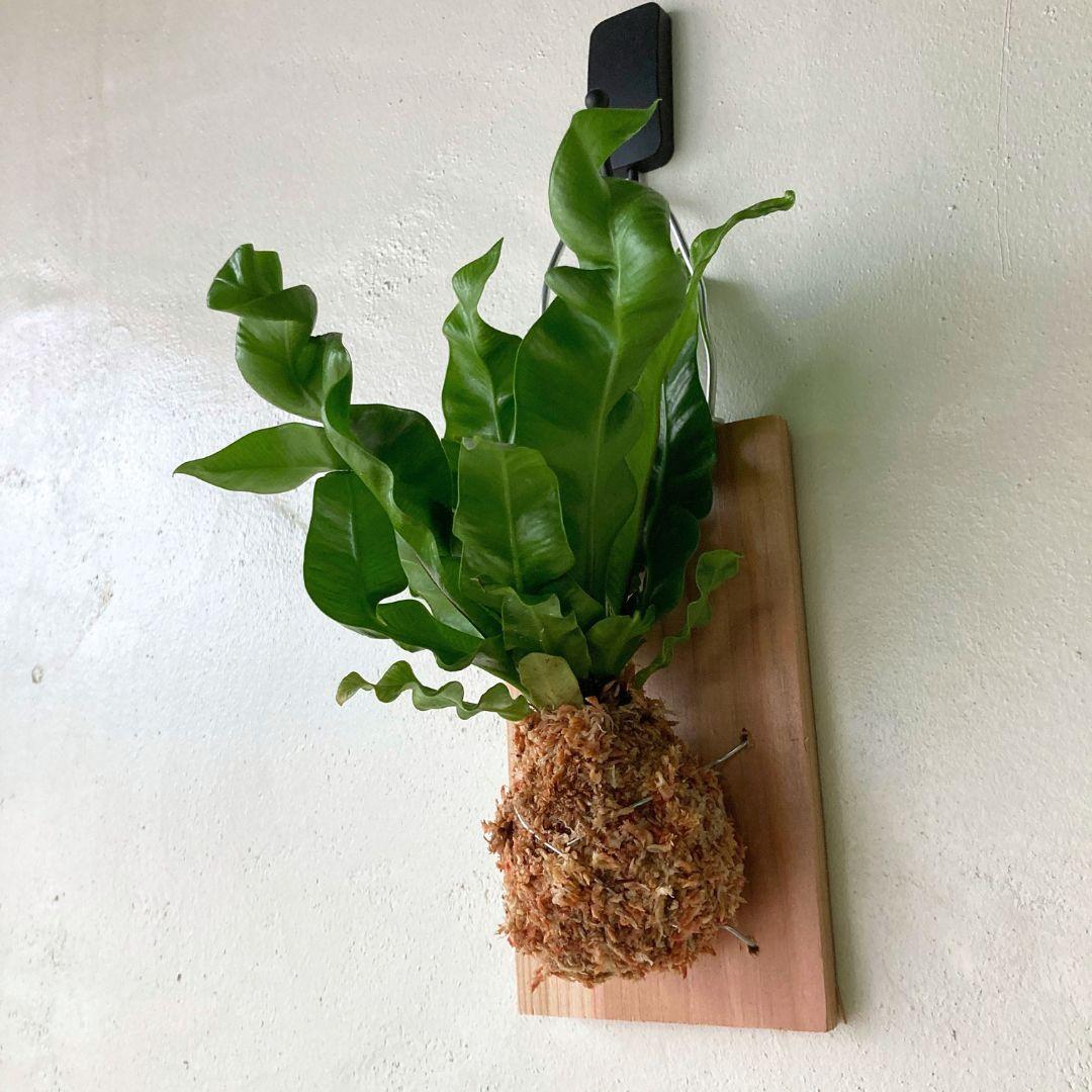 アスプレニウム アカキ シダ 観葉植物 板付 おしゃれ 美品 | 2枚目