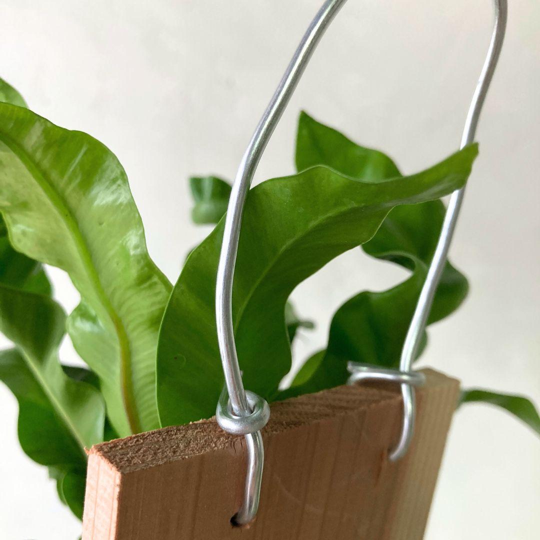 アスプレニウム アカキ シダ 観葉植物 板付 おしゃれ 美品 | 3枚目