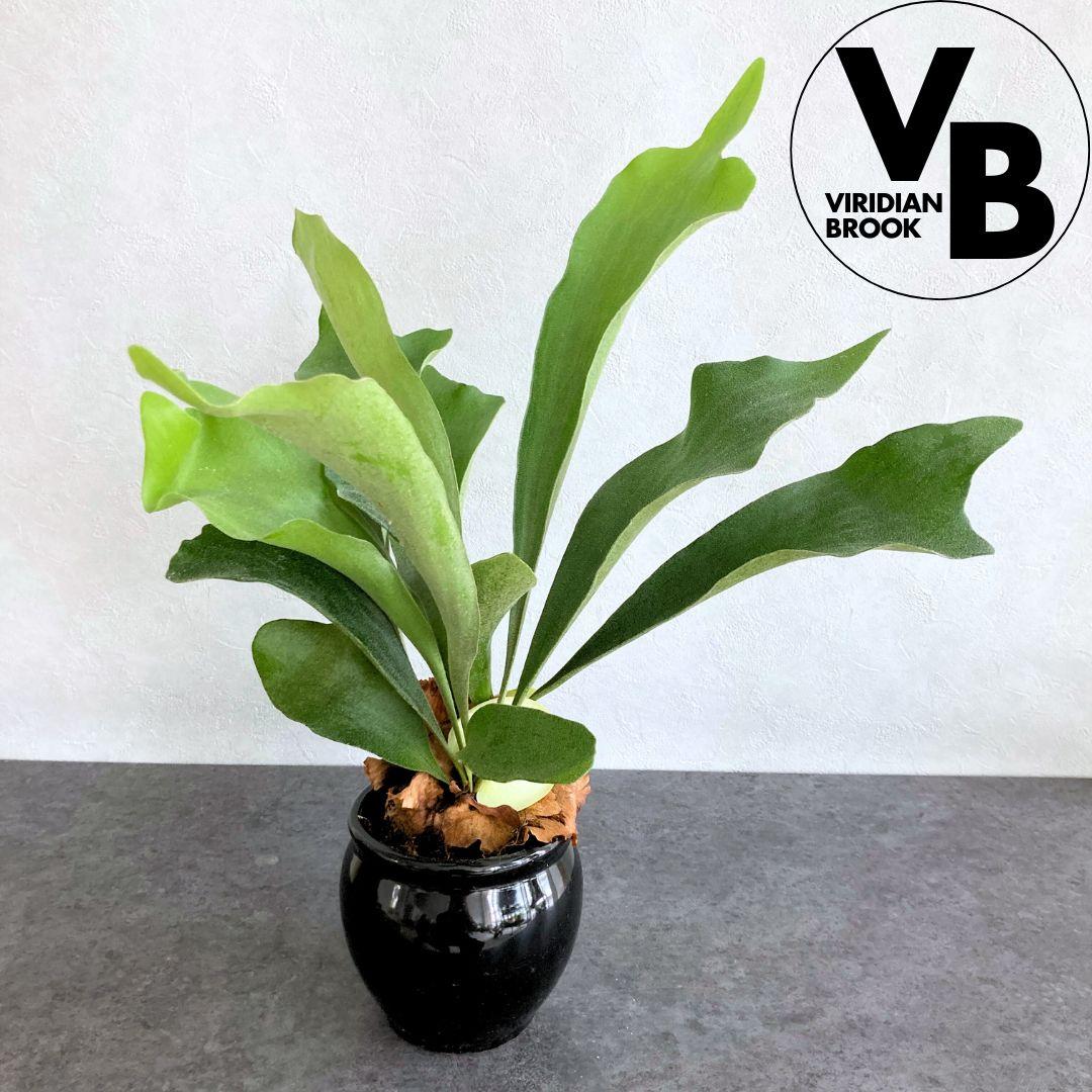 コウモリラン ビカクシダ スタッグホーン 陶器鉢 セット 観葉植物 美品