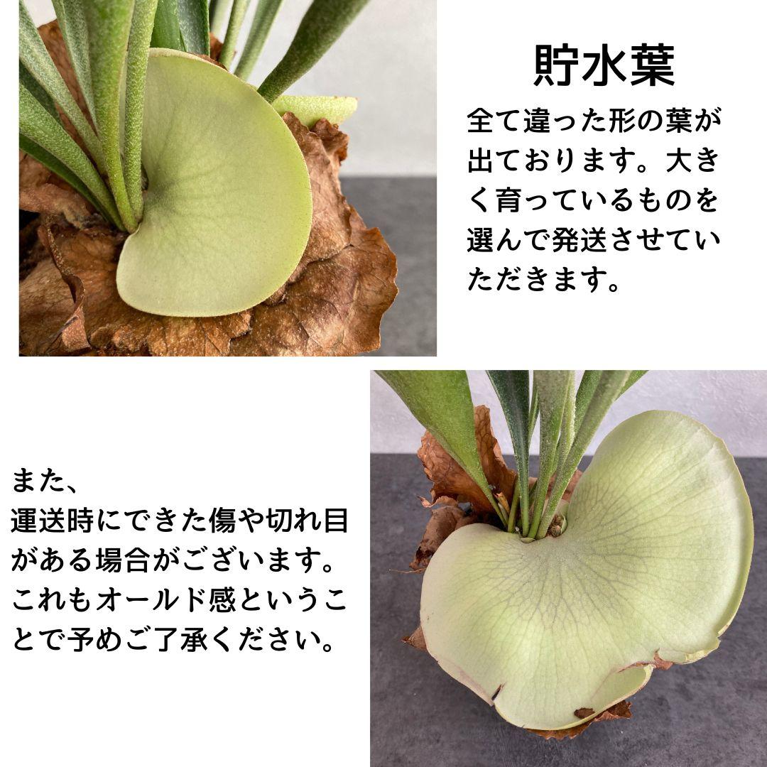 コウモリラン ビカクシダ スタッグホーン 陶器鉢 セット 観葉植物 美品 | 2枚目