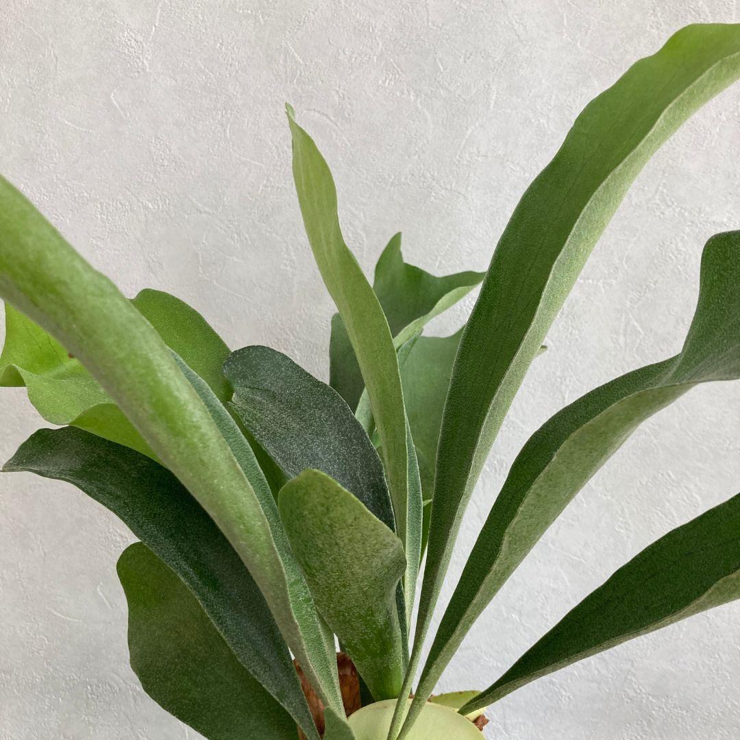 コウモリラン ビカクシダ スタッグホーン 陶器鉢 セット 観葉植物 美品 | 3枚目