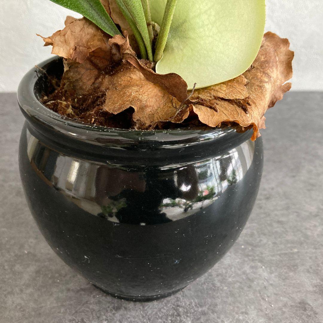 コウモリラン ビカクシダ スタッグホーン 陶器鉢 セット 観葉植物 美品 | 4枚目