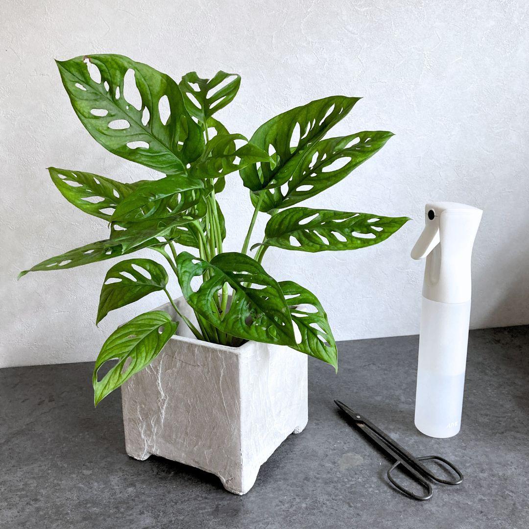 【フットポット】 2色から選べる おしゃれ 陶器鉢 5寸 5号 中型 観葉植物 | 3枚目