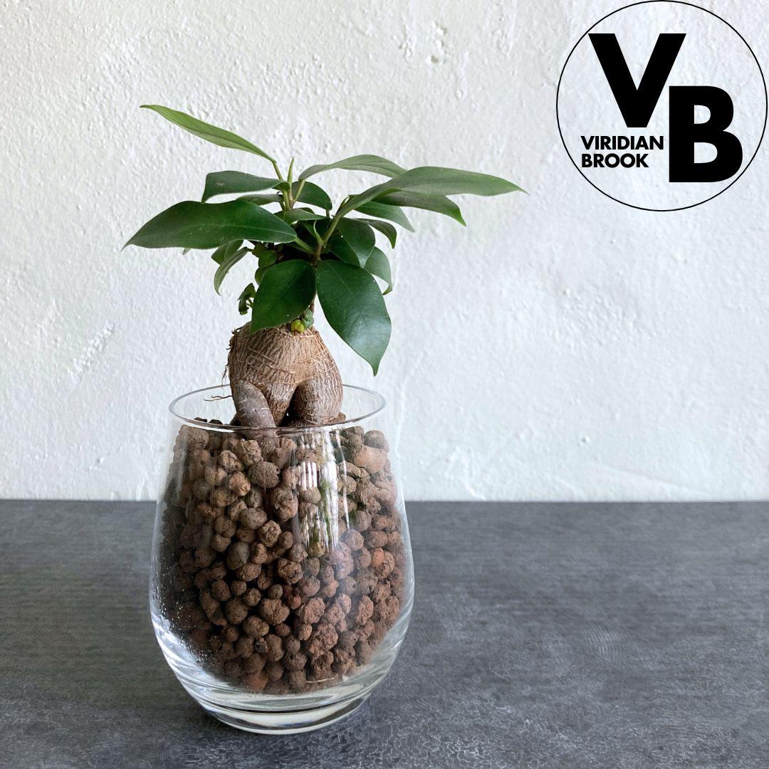 ガジュマル ハイドロカルチャー 水耕栽培 おしゃれ インテリアグリーン