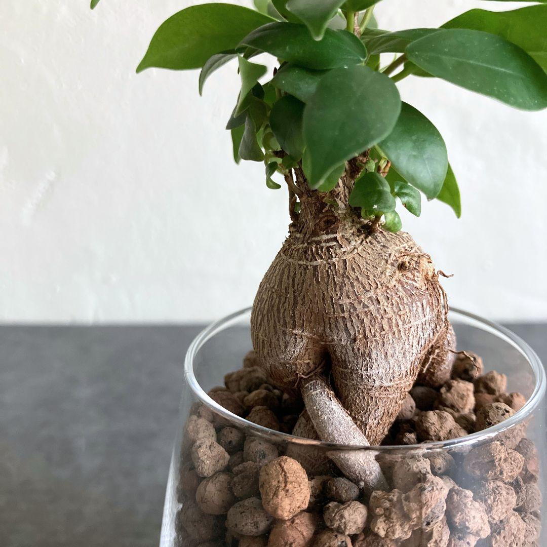 ガジュマル ハイドロカルチャー 水耕栽培 おしゃれ インテリアグリーン | 2枚目