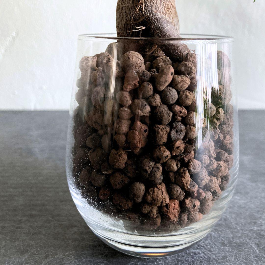 ガジュマル ハイドロカルチャー 水耕栽培 おしゃれ インテリアグリーン | 3枚目