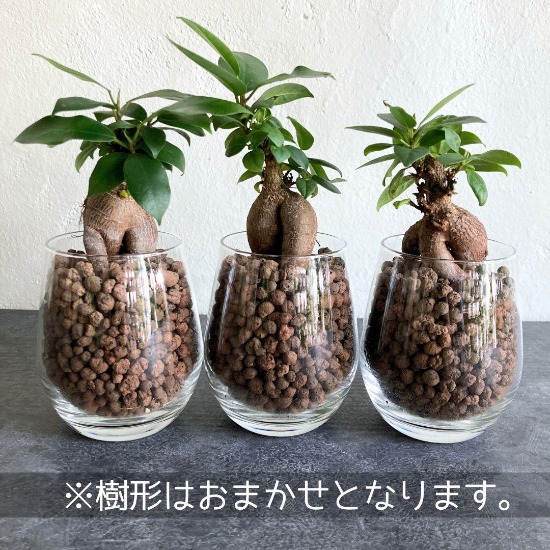 ガジュマル ハイドロカルチャー 水耕栽培 おしゃれ インテリアグリーン | 4枚目