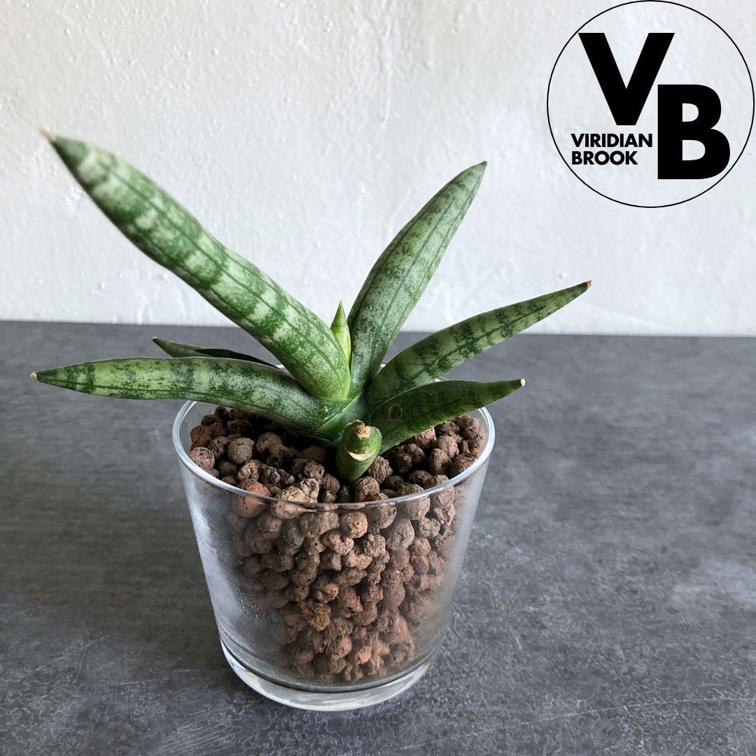 サンスベリア ボンセレンシス ハイドロカルチャー 水耕栽培 おしゃれ インテリアグリーン1枚目の画像