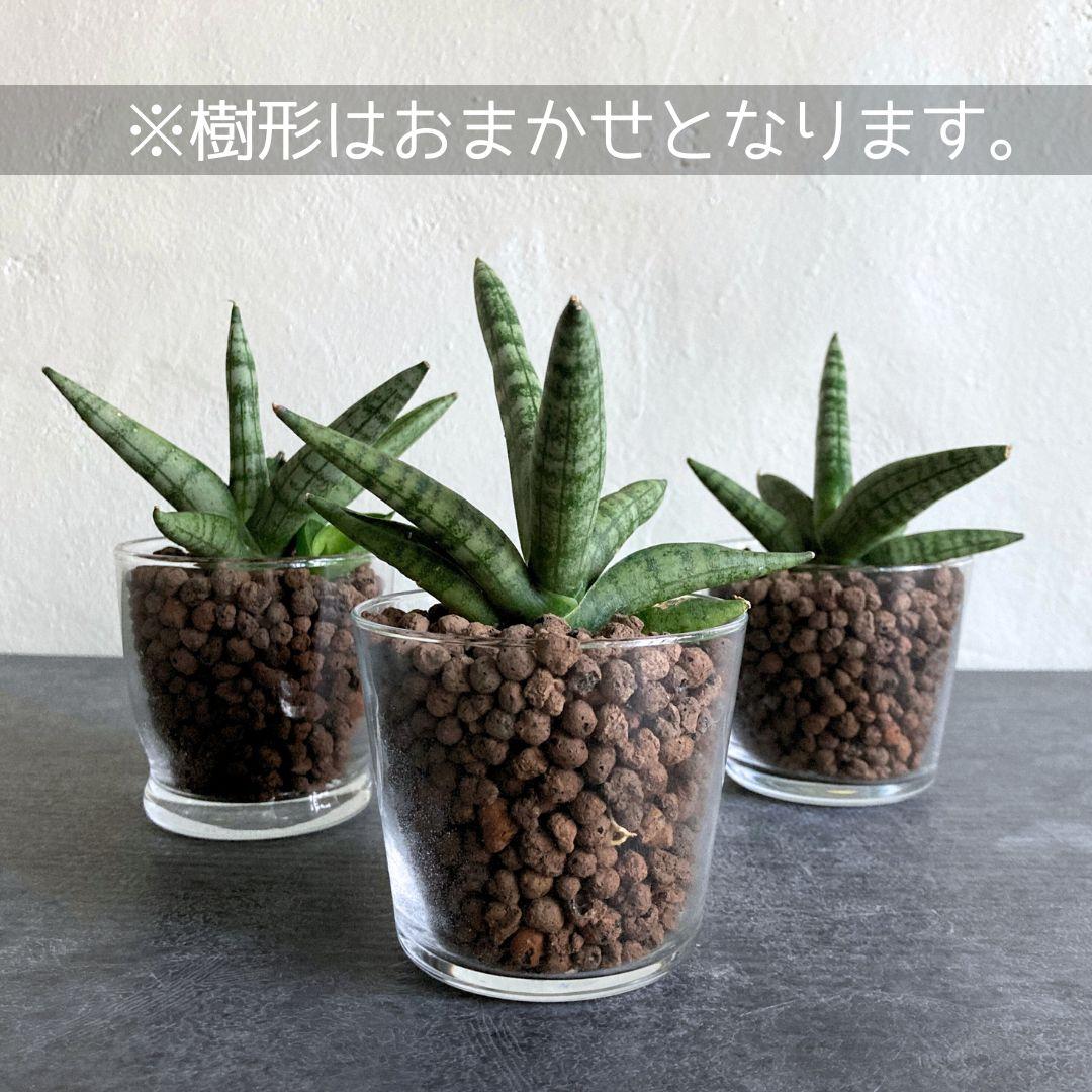 サンスベリア ボンセレンシス ハイドロカルチャー 水耕栽培 おしゃれ インテリアグリーン | 4枚目