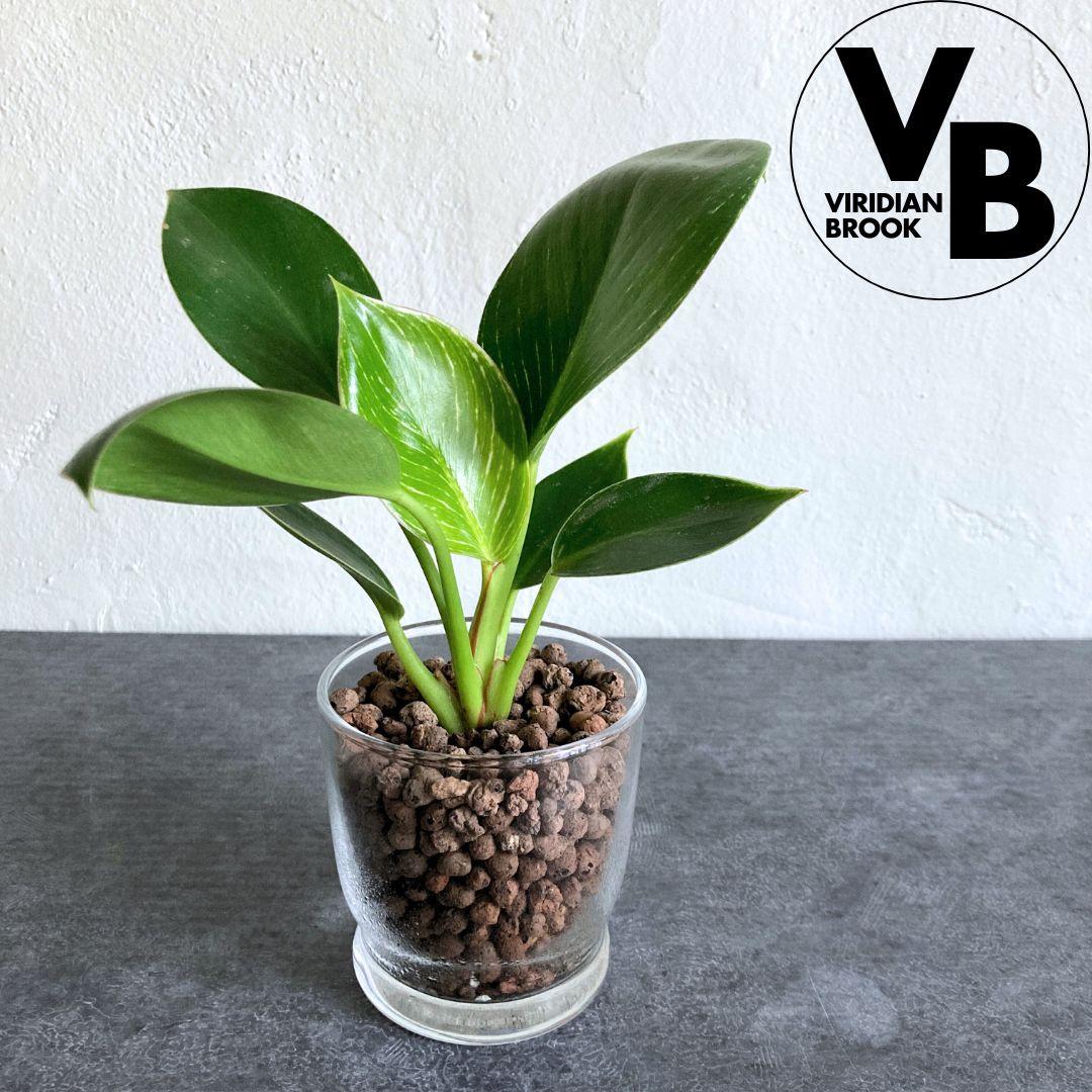 フィロデンドロン バーキン ハイドロカルチャー 水耕栽培 おしゃれ インテリアグリーン