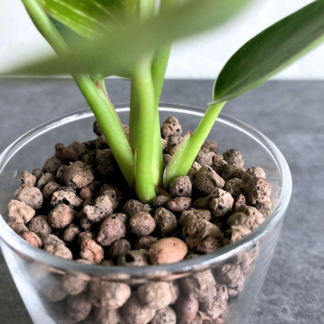 フィロデンドロン バーキン ハイドロカルチャー 水耕栽培 おしゃれ インテリアグリーン | 2枚目