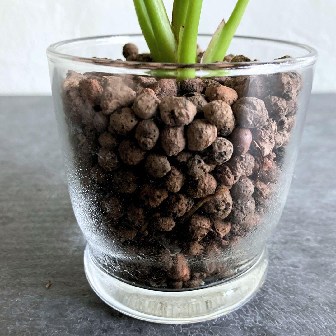 フィロデンドロン バーキン ハイドロカルチャー 水耕栽培 おしゃれ インテリアグリーン | 3枚目