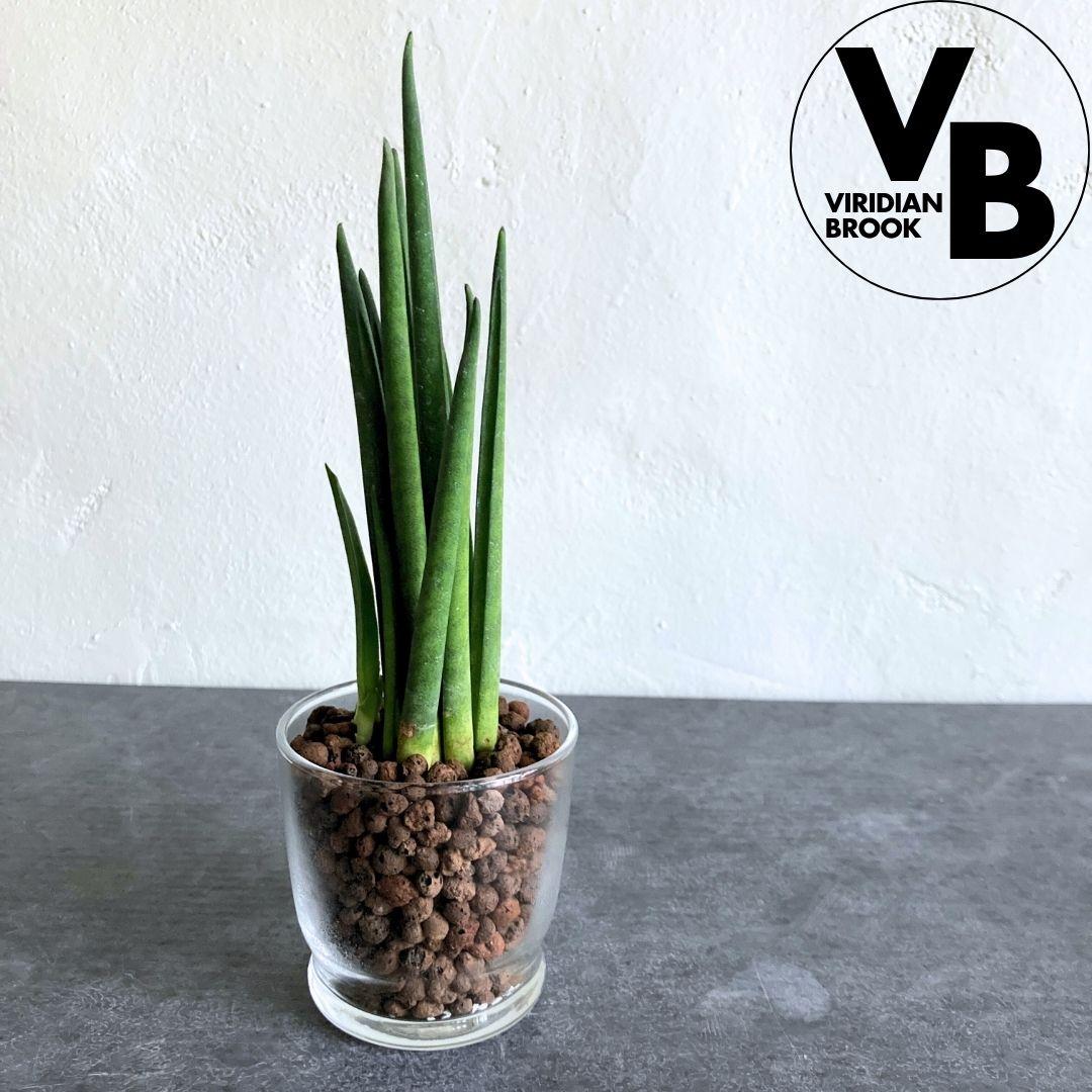 サンスベリア バキュラリス ハイドロカルチャー 水耕栽培 おしゃれ インテリアグリーン | 1枚目