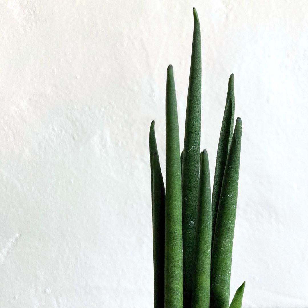 サンスベリア バキュラリス ハイドロカルチャー 水耕栽培 おしゃれ インテリアグリーン | 2枚目