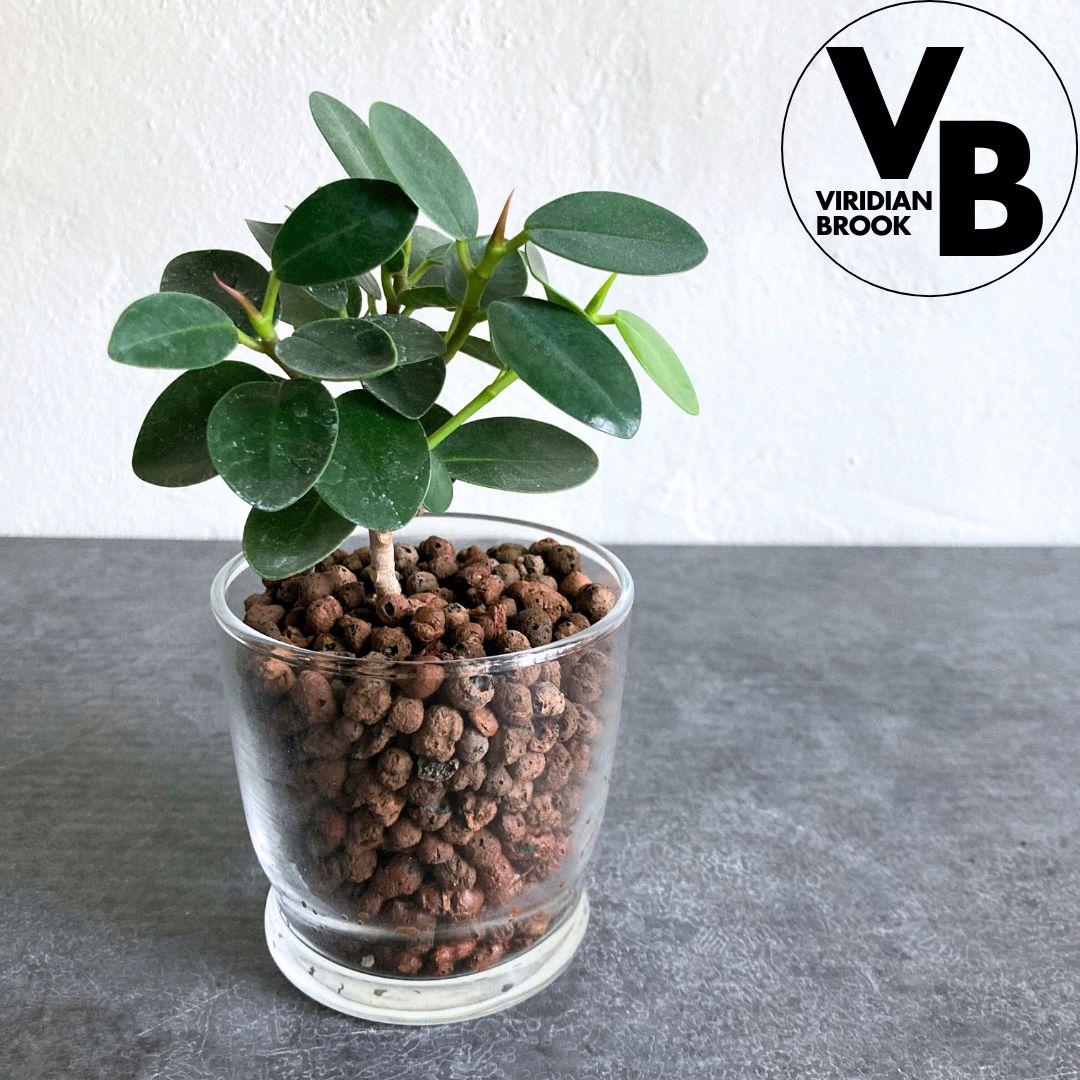 フィカス パンダガジュマル 水耕栽培 おしゃれ インテリアグリーン