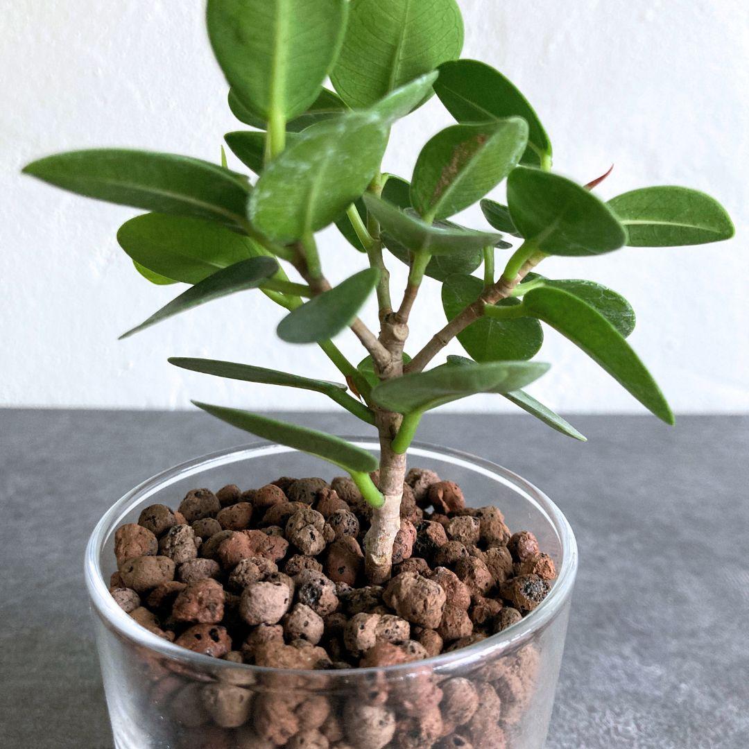 フィカス パンダガジュマル 水耕栽培 おしゃれ インテリアグリーン | 2枚目