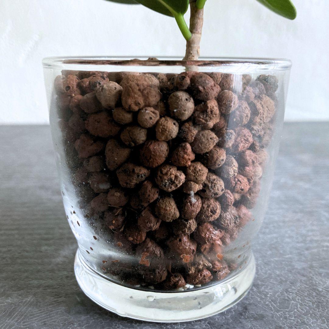 フィカス パンダガジュマル 水耕栽培 おしゃれ インテリアグリーン | 3枚目