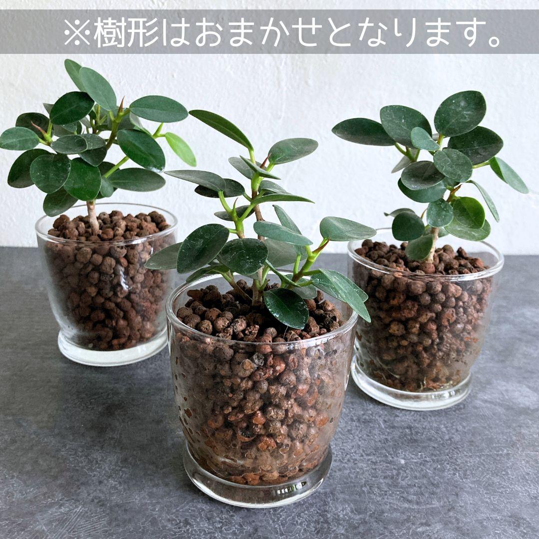 フィカス パンダガジュマル 水耕栽培 おしゃれ インテリアグリーン | 4枚目