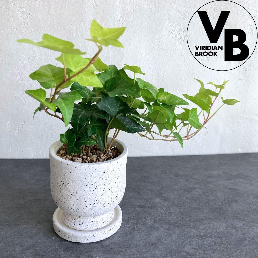 アイビー ヘデラ 3.5寸 3.5号 観葉植物 陶器鉢 おしゃれ 美品