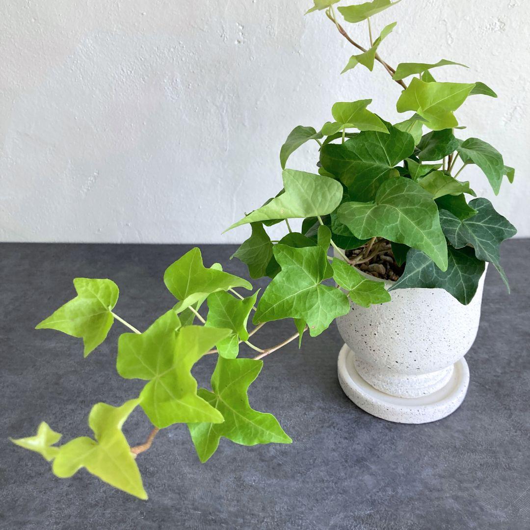 アイビー ヘデラ 3.5寸 3.5号 観葉植物 陶器鉢 おしゃれ 美品 | 2枚目