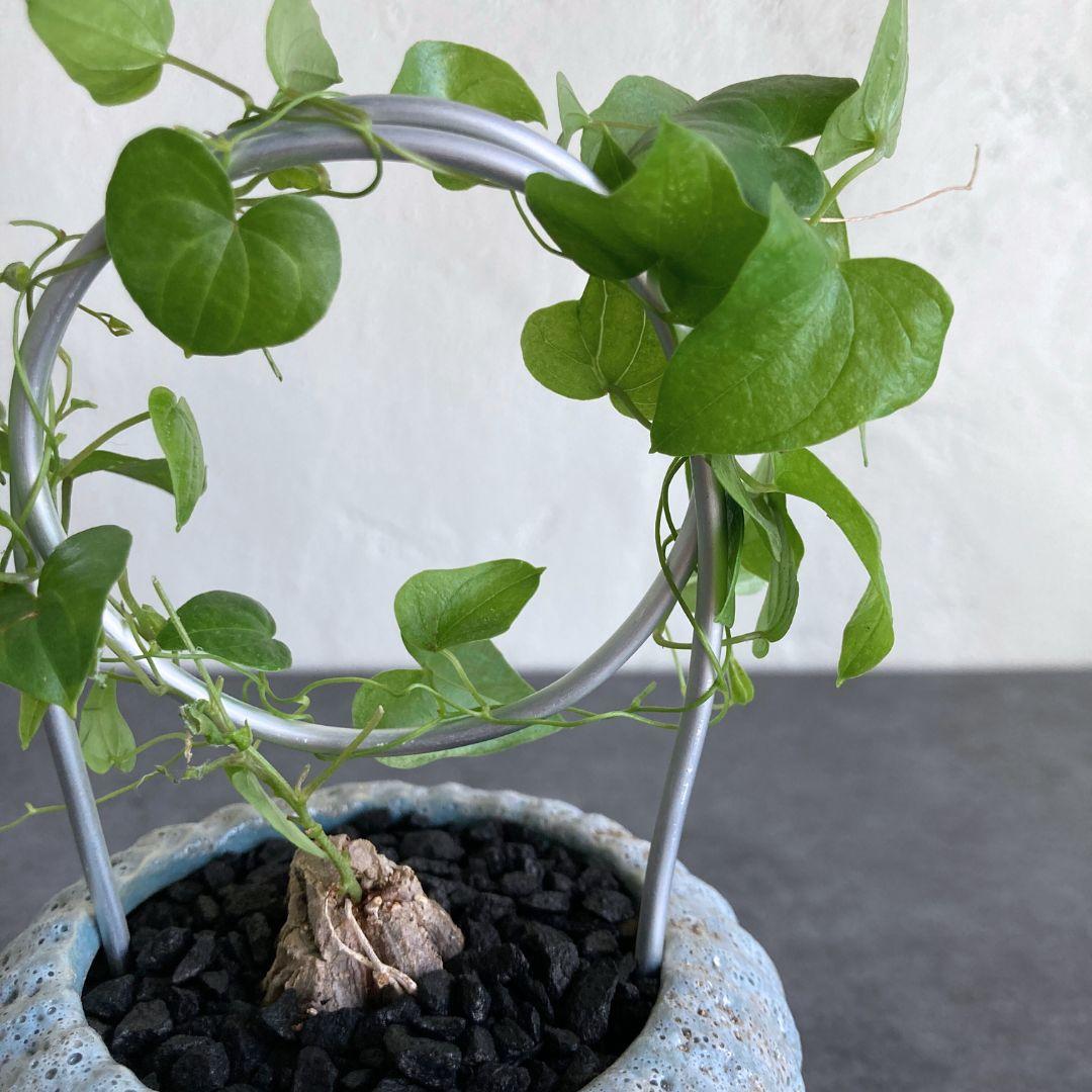 亀甲竜 2.5寸 2.5号 観葉植物 塊根植物 おしゃれ インテリアグリーン | 2枚目