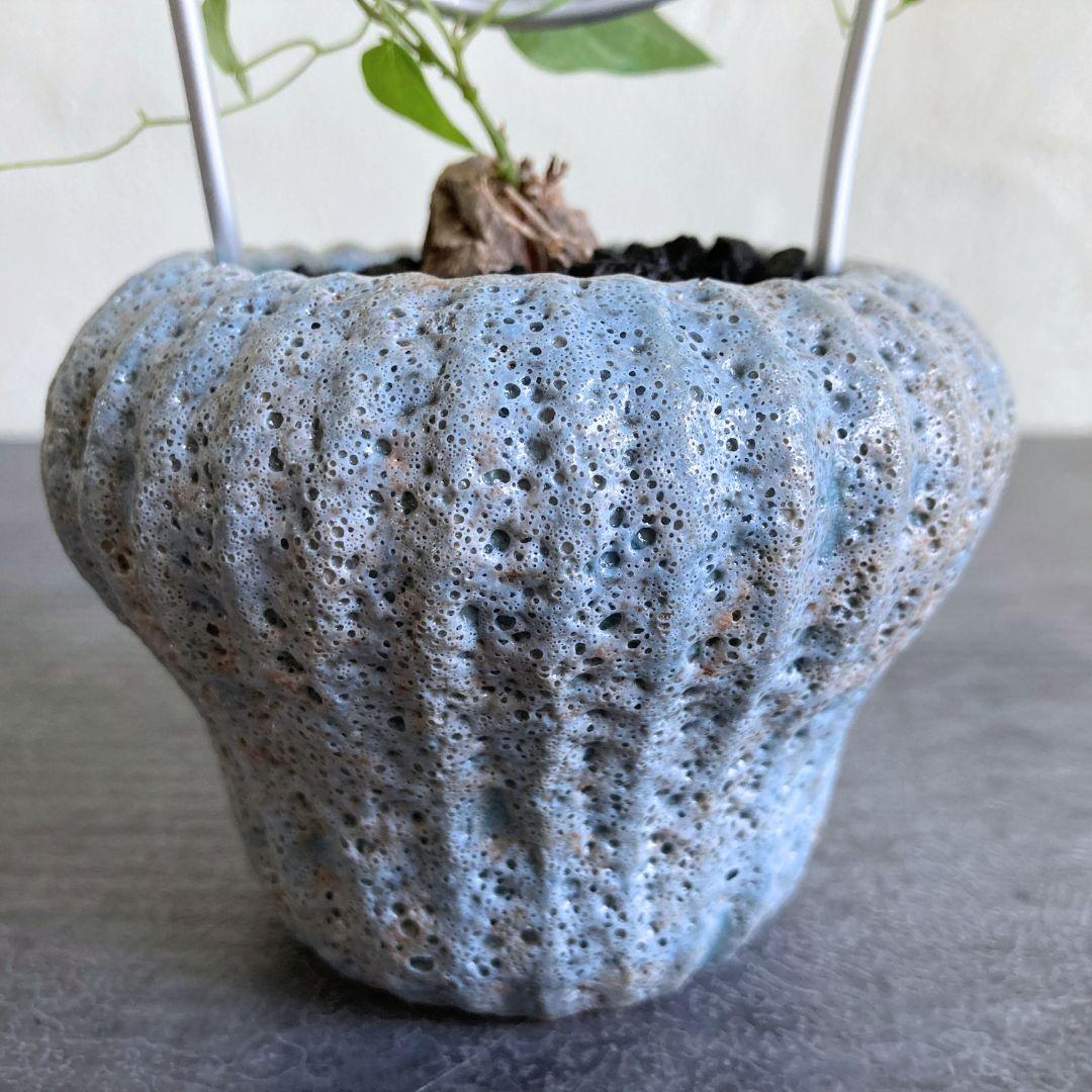 亀甲竜 2.5寸 2.5号 観葉植物 塊根植物 おしゃれ インテリアグリーン | 3枚目